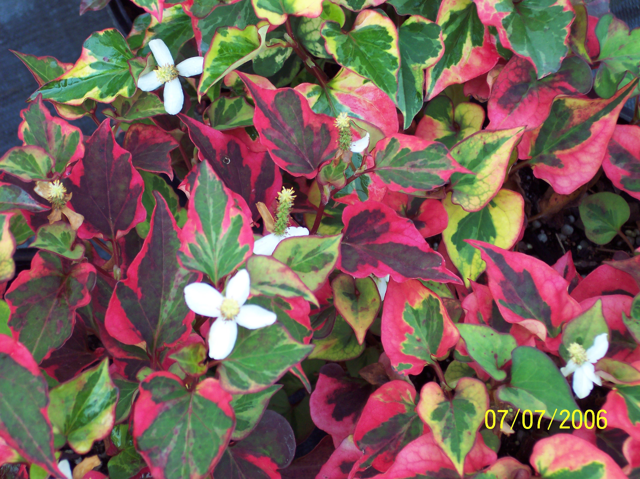 هوتوینا کورداتا -دم مارمولک